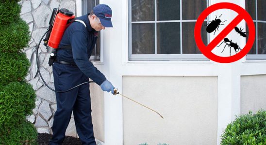 Çine Hamam Böceği İlaçlama böcek ilaçlama ve haşere kontrolü — ilaclama-tr.com